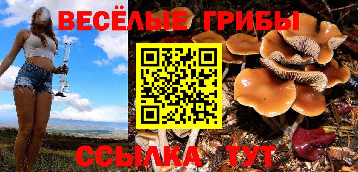 даркнет сайт  Галлюциногенные грибы GOLDEN TEACHER  Вход с VPN  Курчалой  Псилоцибиновые грибы Psilocybe 