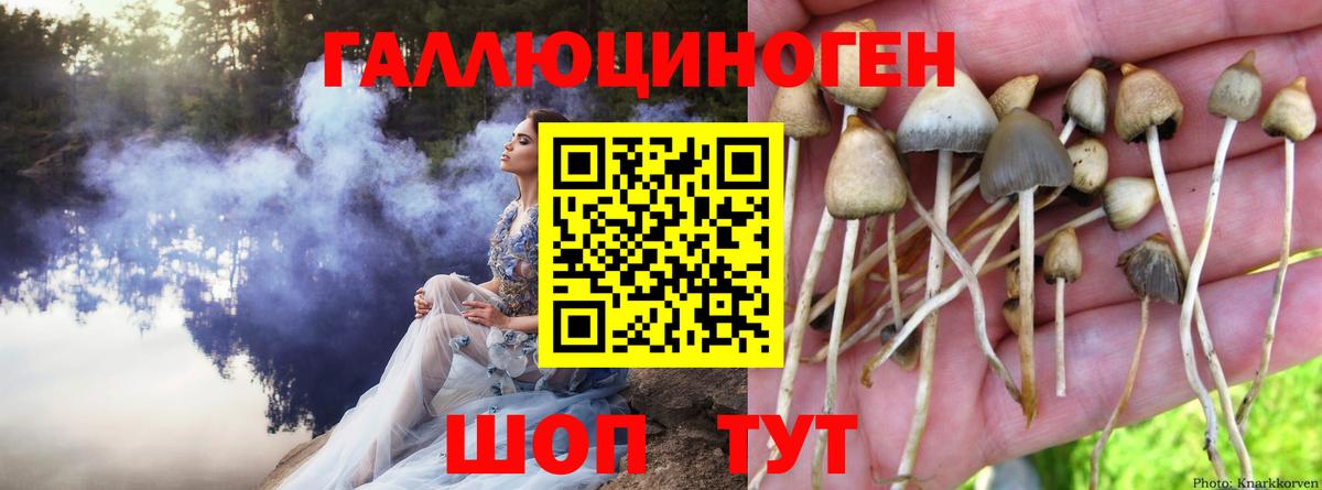 Галлюциногенные грибы мицелий Курчалой